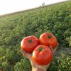 بذر گوجه 074