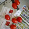 بذر گوجه اس جی 5