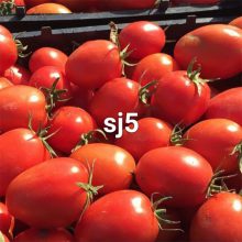 بذر گوجه اس جی ۵