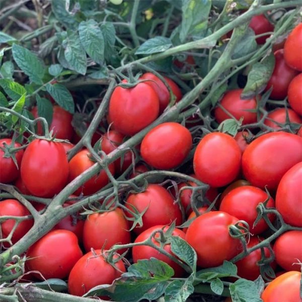 بذر گوجه Katrin